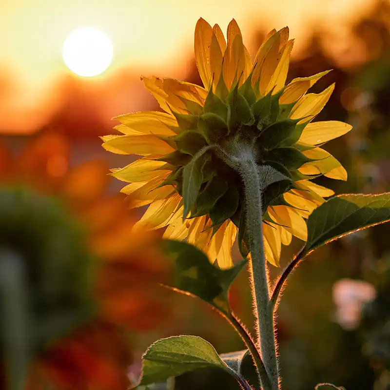 Secrets of long lasting sunflowers feature on Thursd