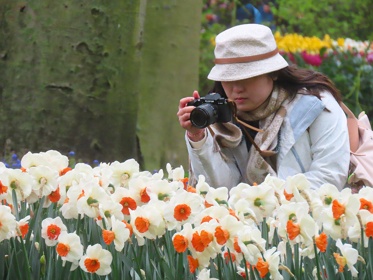 Girl Photographing Narcissus Keukenhof 2024
