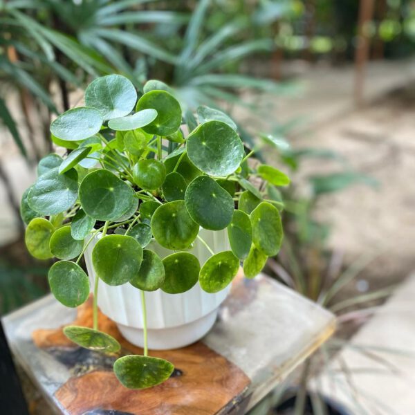 10 Plants to Add to Your Urban Jungle Pilea Peperomioides