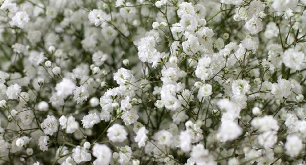 Gypsophila Mirabella Product onThursd