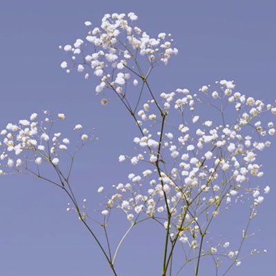 Gypsophila Polar Bear