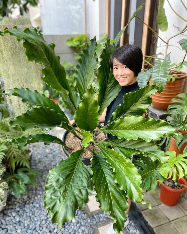 10 rare houseplants to Add to Your Urban Jungle Anthurium Plowmanii