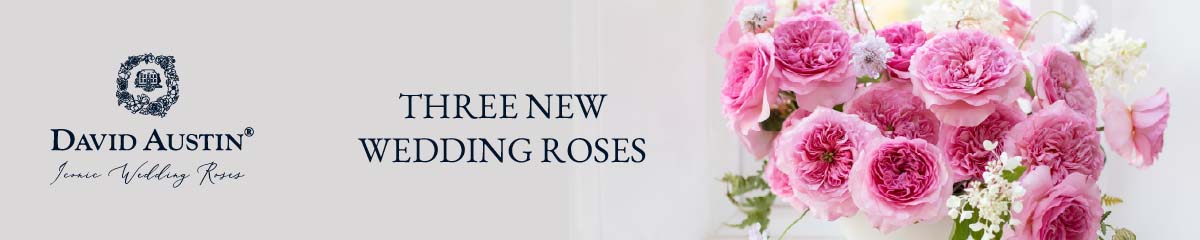 David Austin 3 New Roses banner