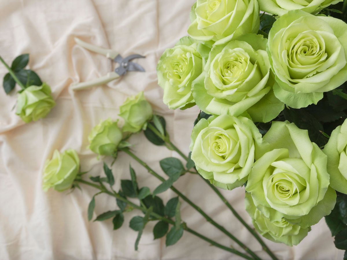 Green Romance rose by Rosaprima