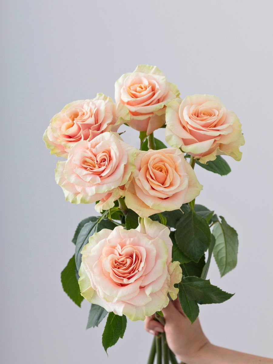 Peachy Pheonix roses