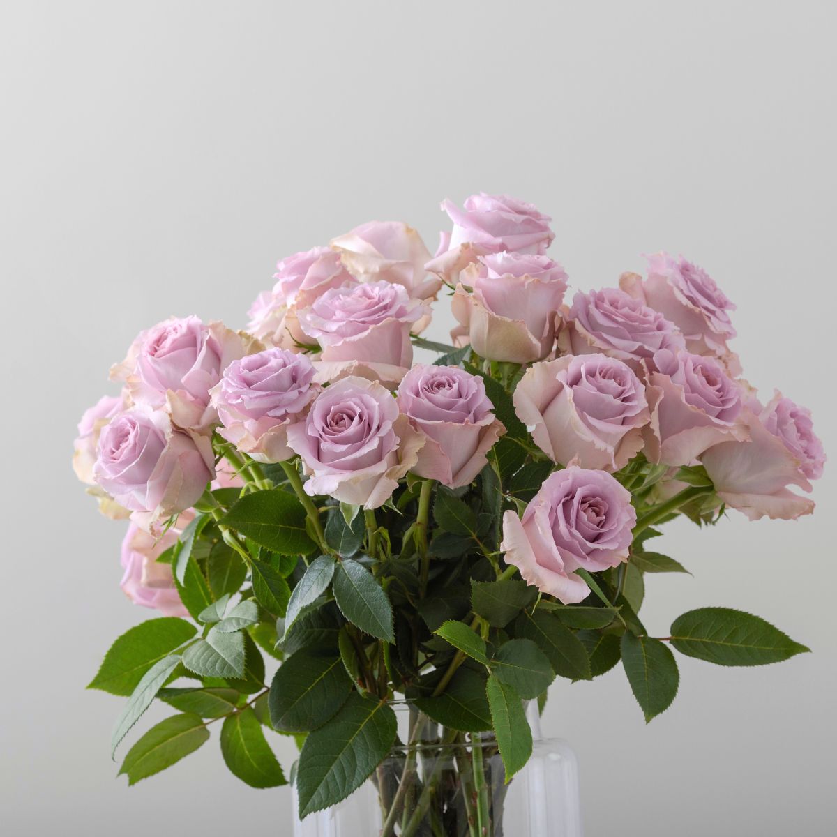 Rosaprima luxury roses