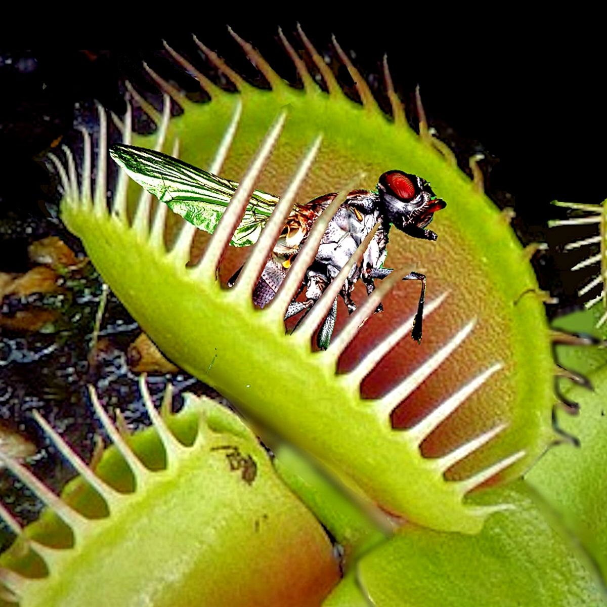 All You Need to Know about Venus Flytraps