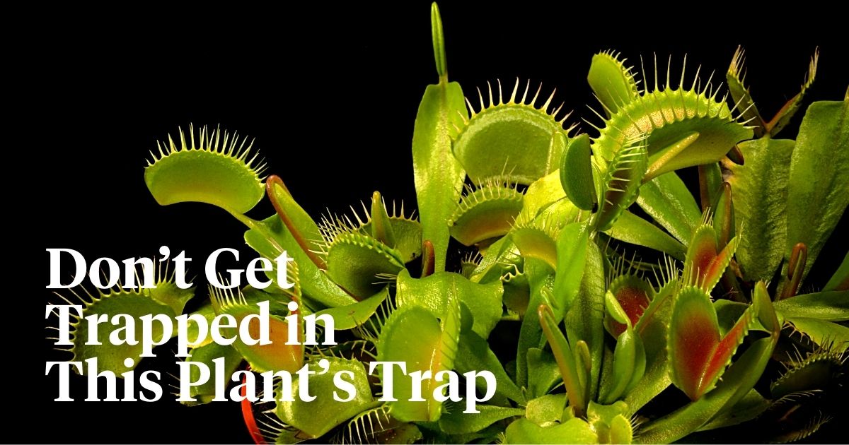 Everything You Should Know About Venus Flytrap Plants