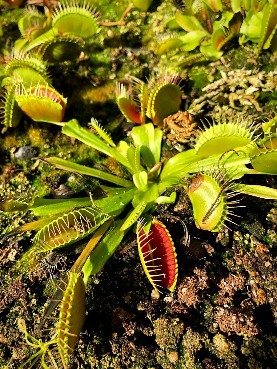 All You Need to Know about Venus Flytraps
