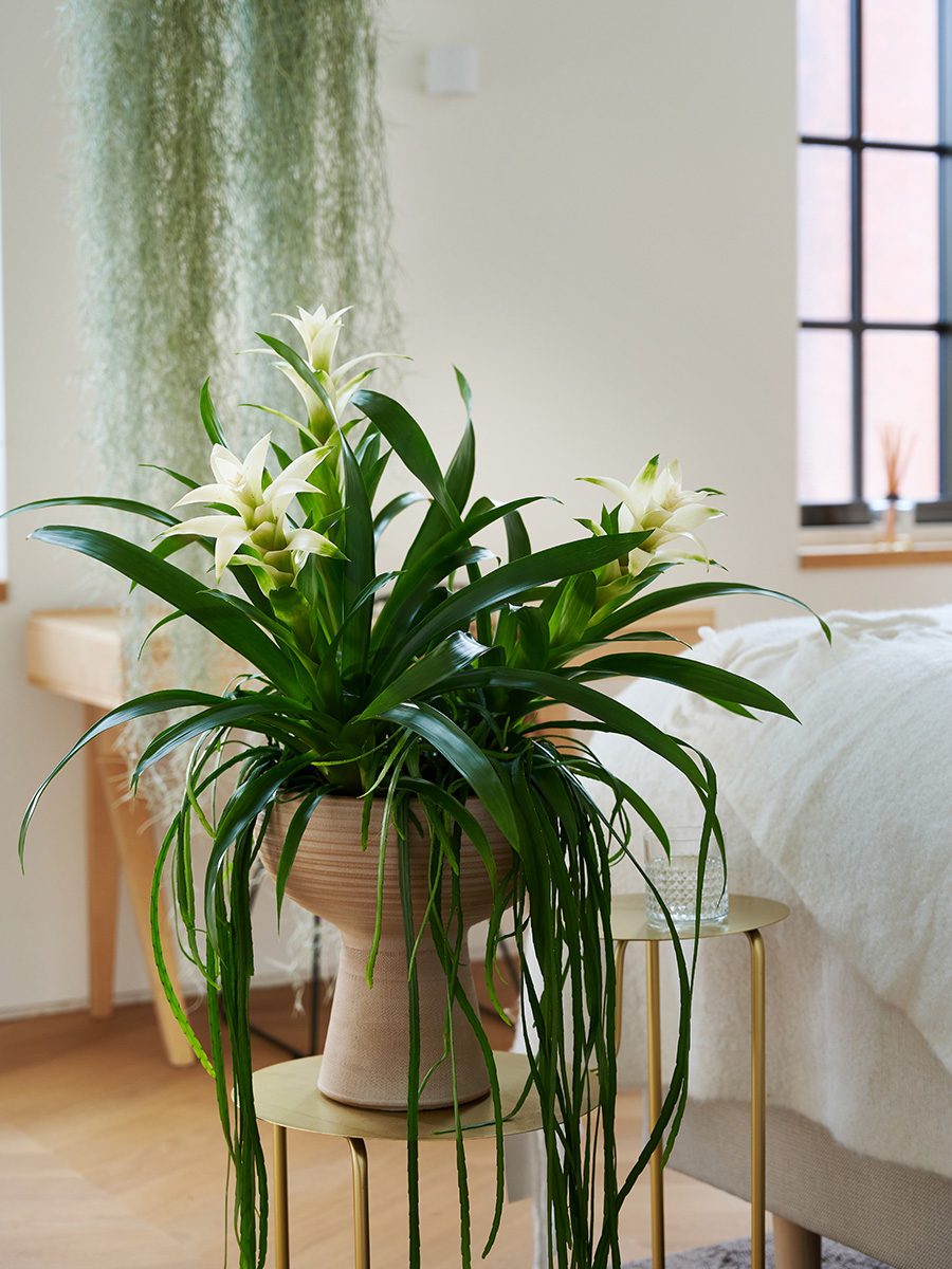 Bedroom with white bromeliads trends