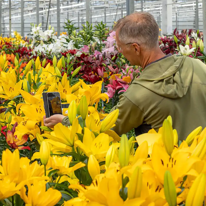 Zabo Plant Dutch Lily Days feaure on Thursd