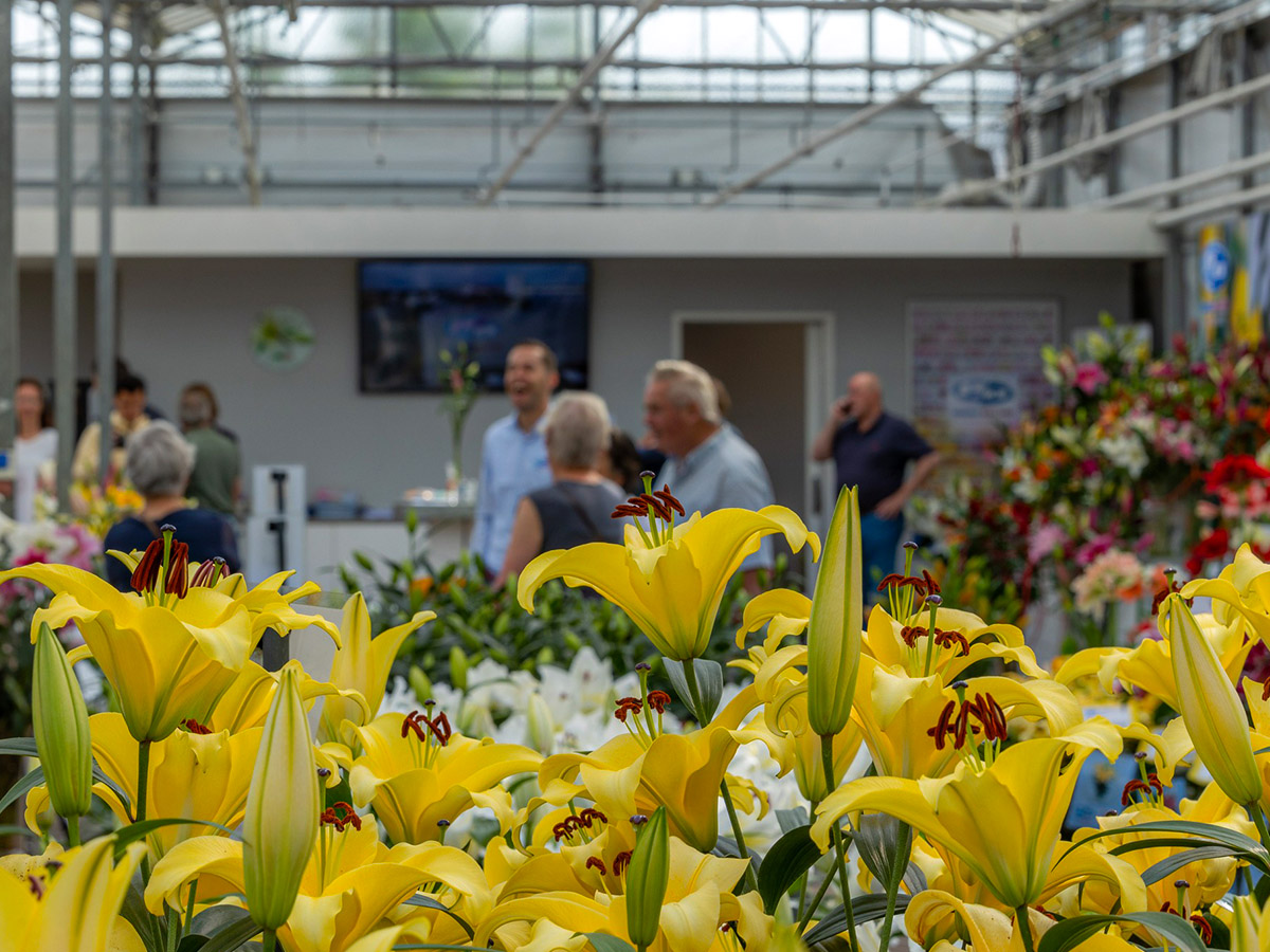 Yellow lilies showcase at Dutch Lily Days
