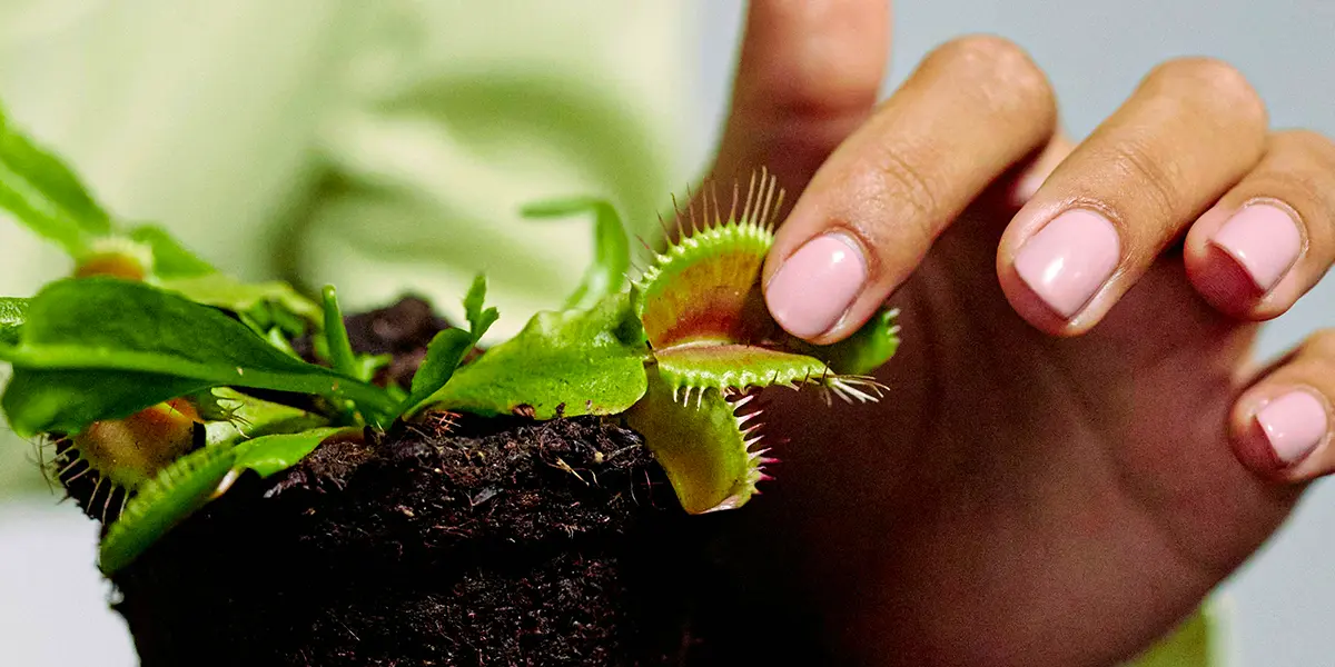 Everything You Should Know About Venus Flytrap Plants