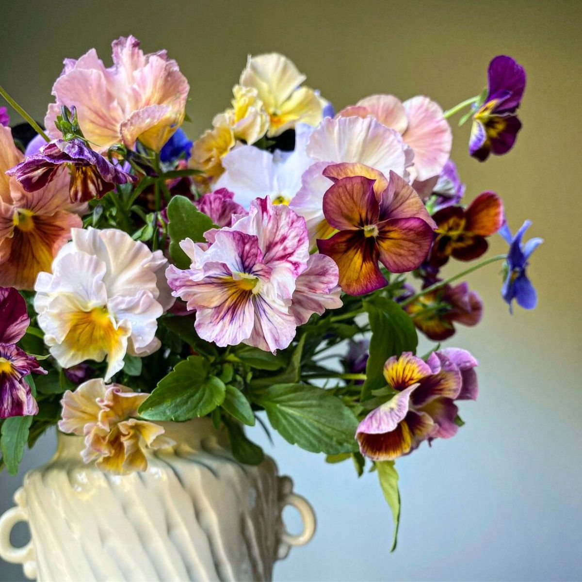 Beautiful pansies by Three Brothers Blooms farm