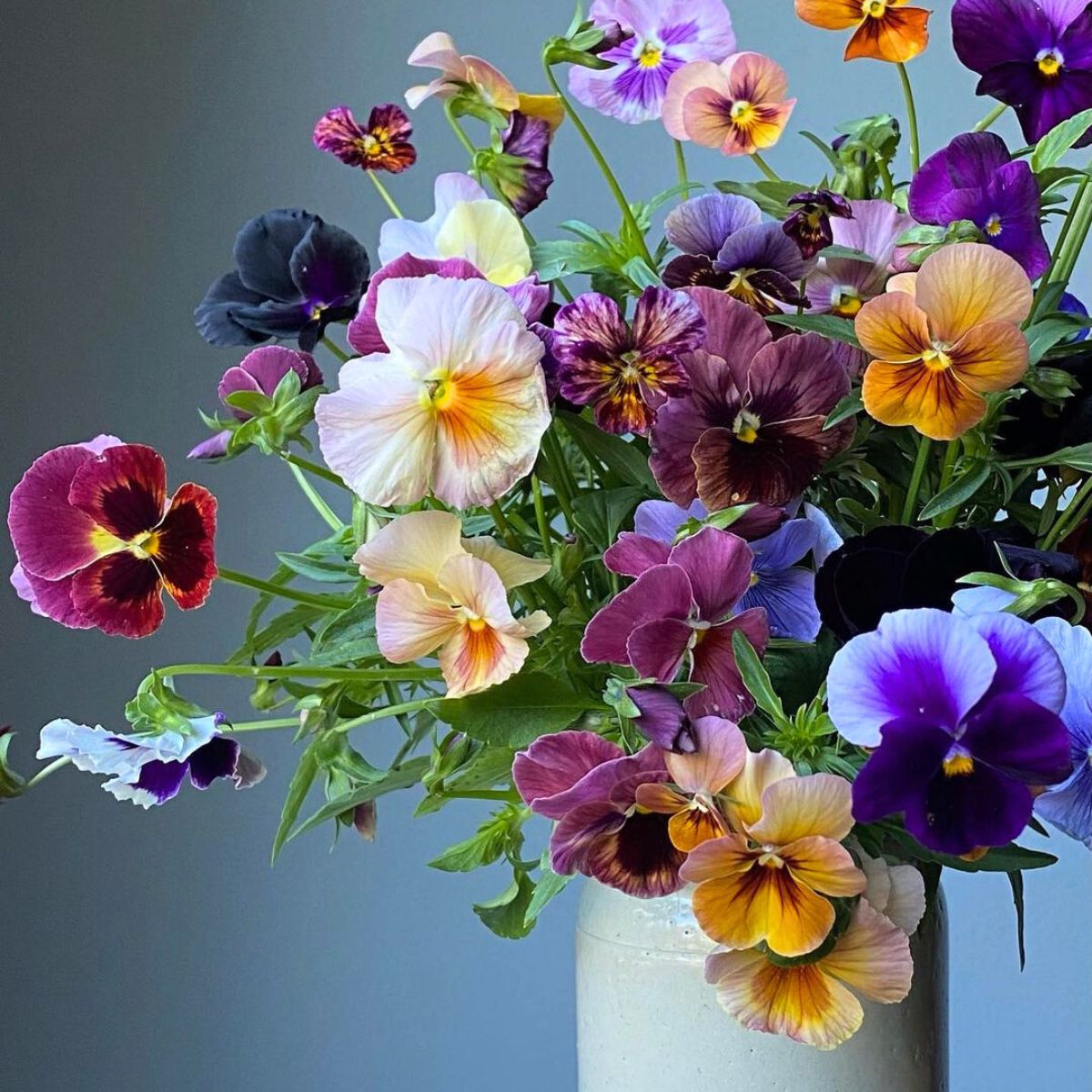 Different colored pansies