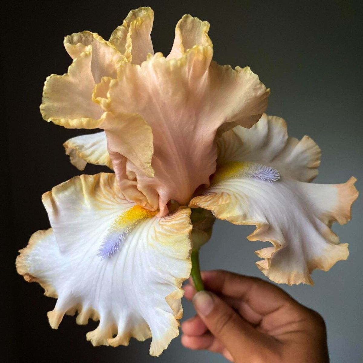 Beautifully grown Irises from TBB