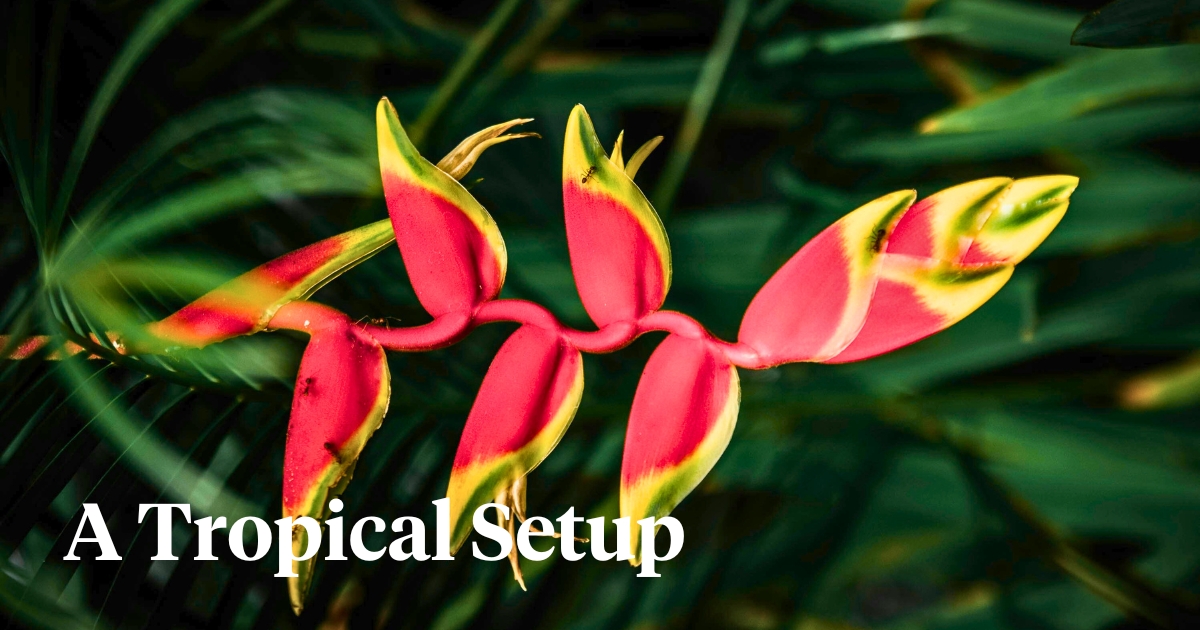 Heliconia for a tropical garden