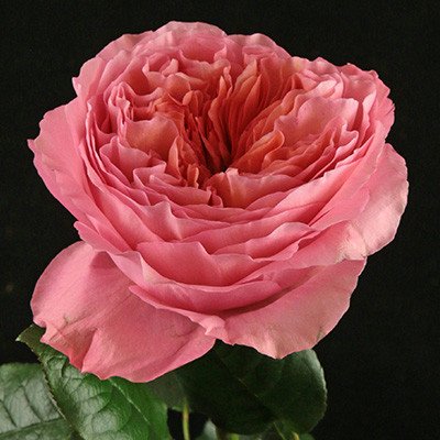 Rose Candy X-Pression