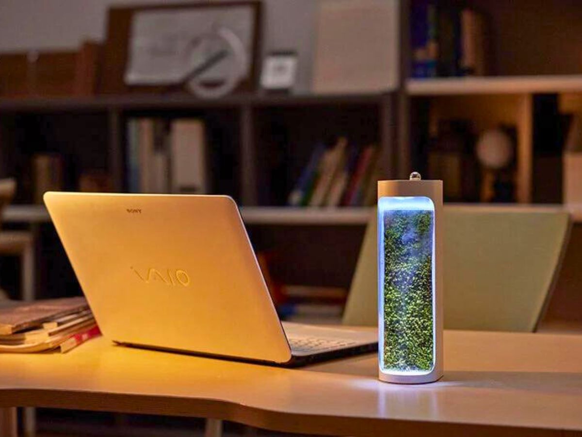 Moss Air to be placed at home or in an office
