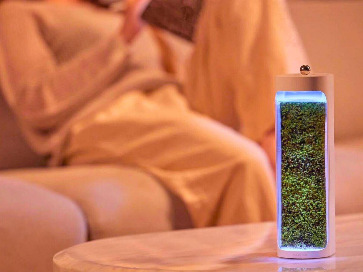 View of the moss purifier by Moss Lab