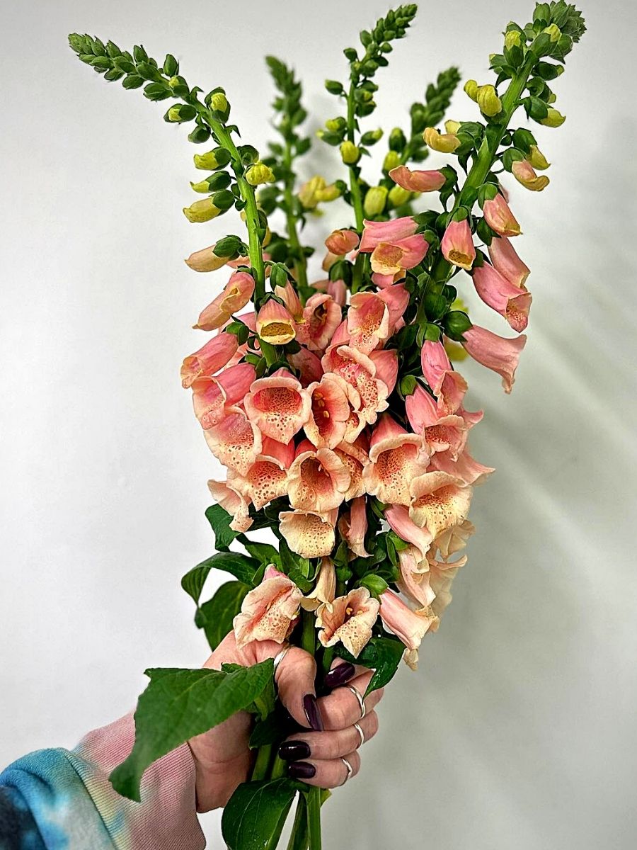 Florabundance: A Leading Wholesale Floral Solutions Provider in North America