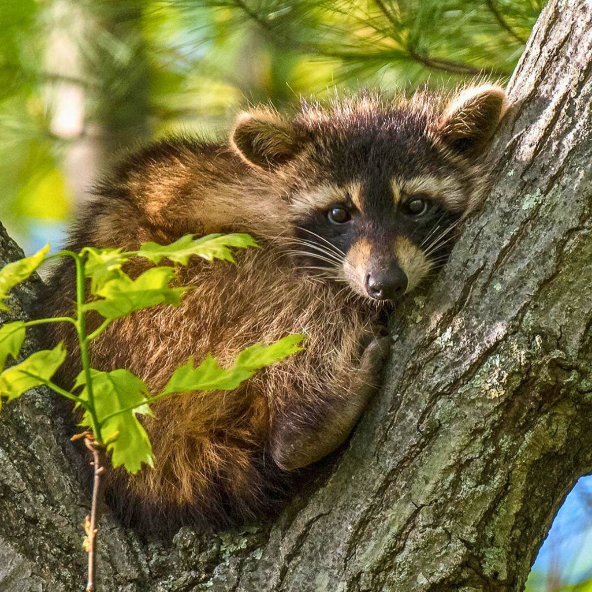 Raccoon resting on a tree
