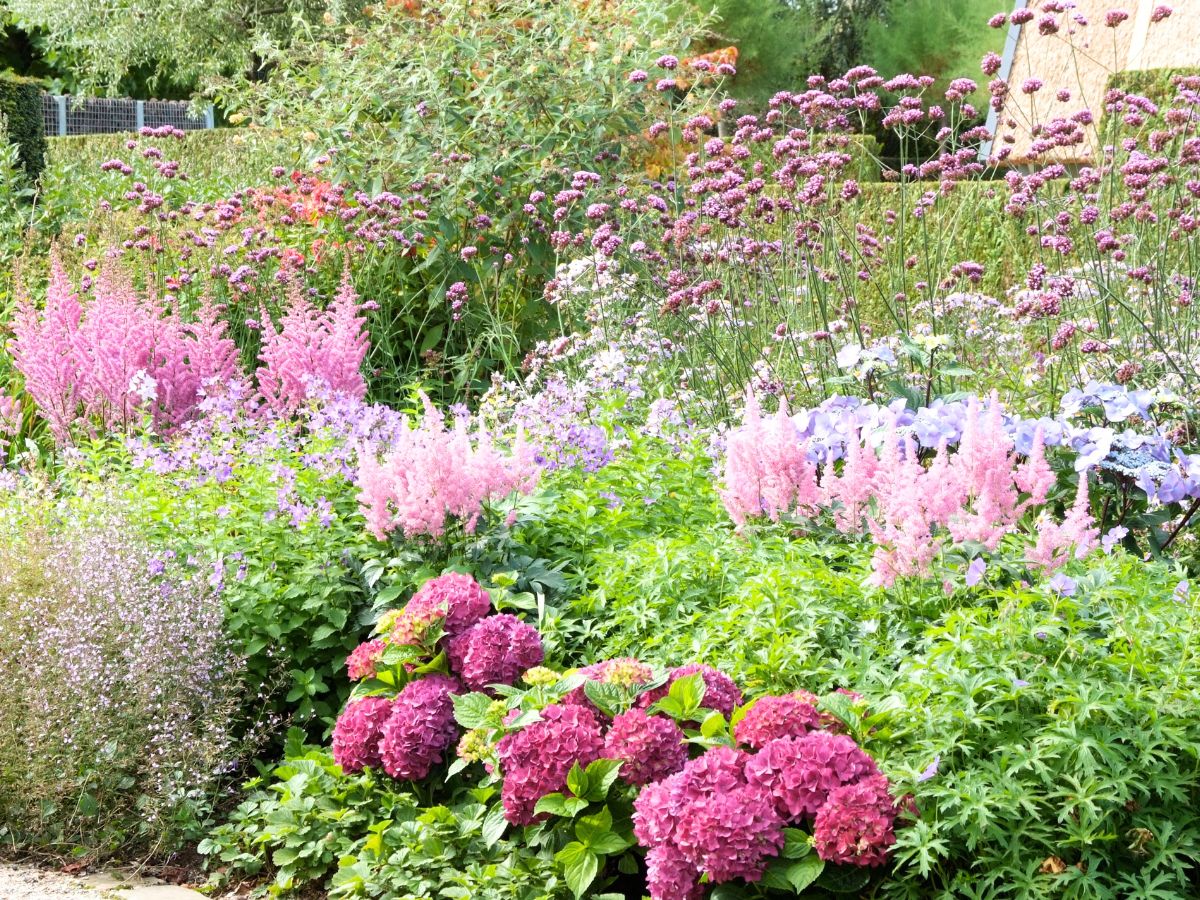 Wonderfully colored perennials for your garden