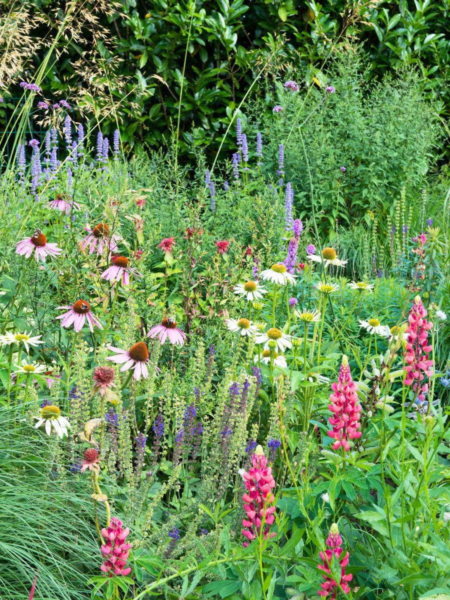 Echinacea Lavender and Lupinia in a garden