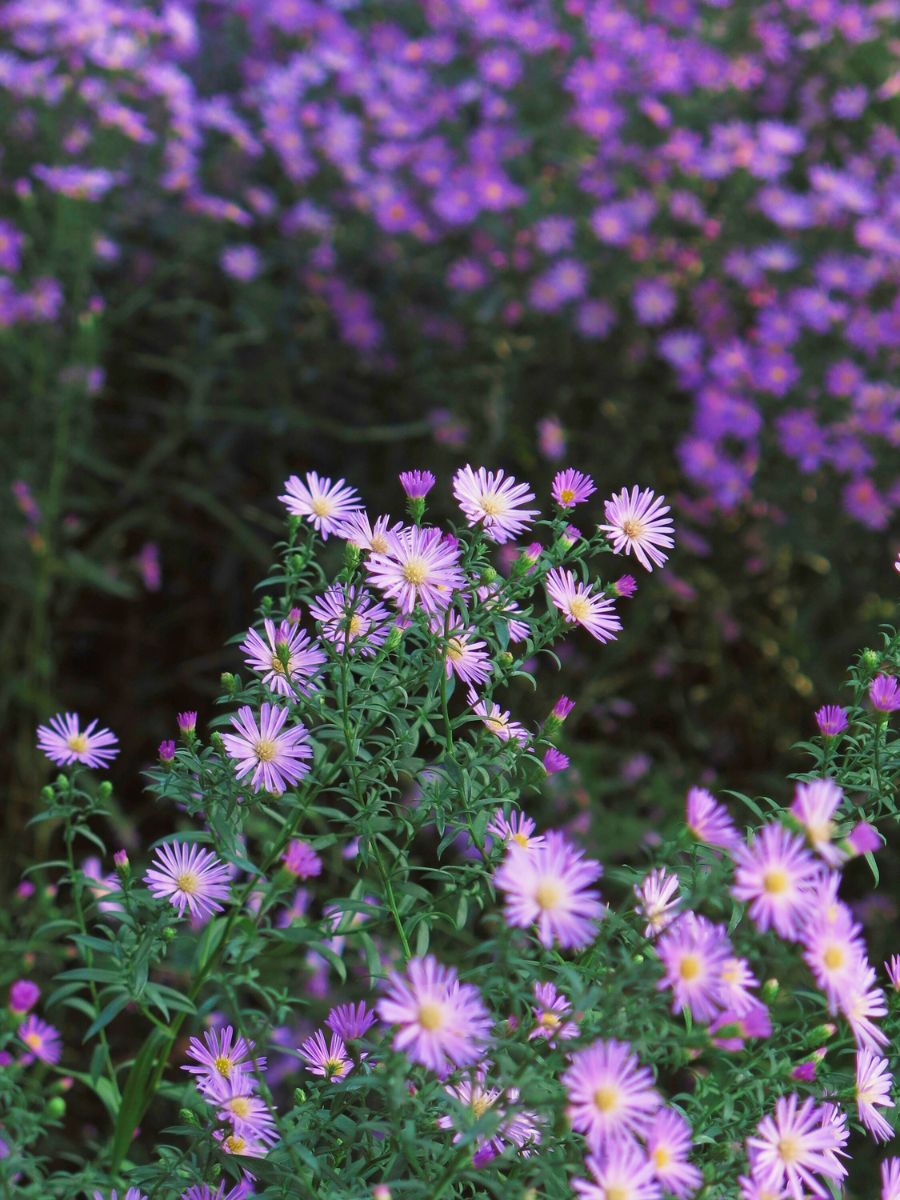 Purple aster flowers for a garden