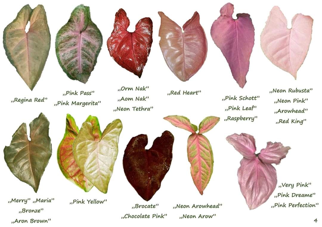 Syngonium varieties