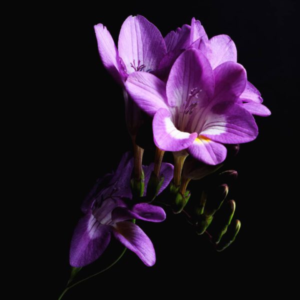The Beautiful Fragrance-Filled Freesia Photography