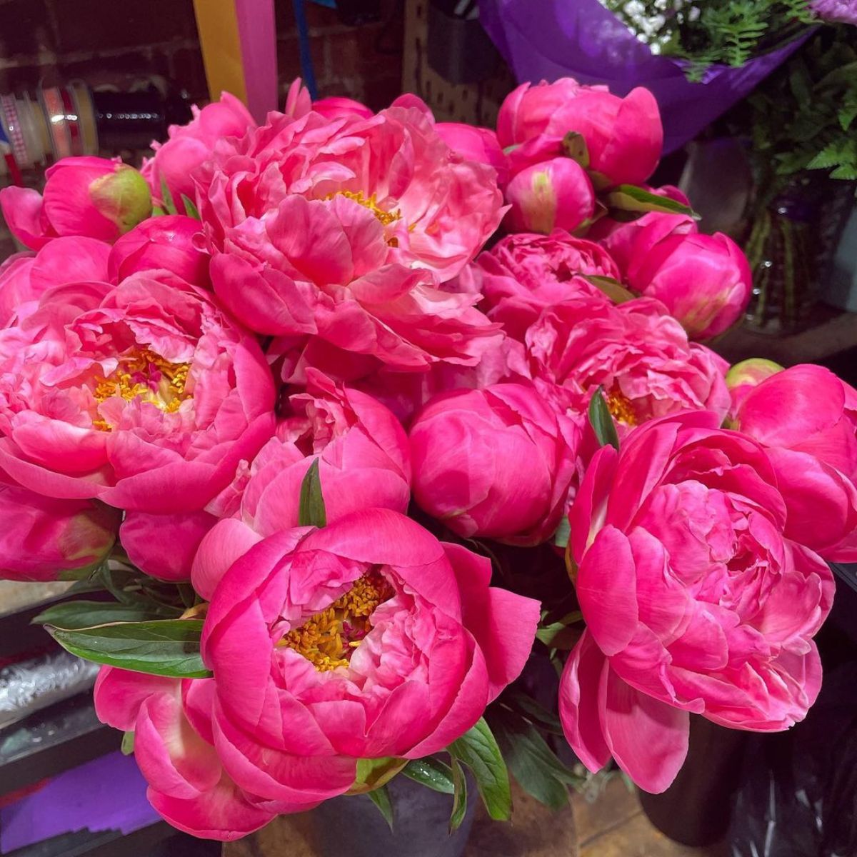 Peonies from Chile