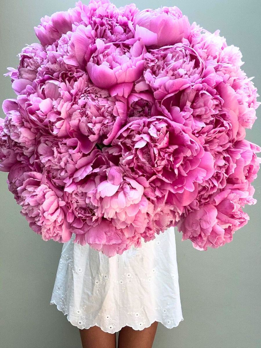 Full blooming pink peonies in a bouquet