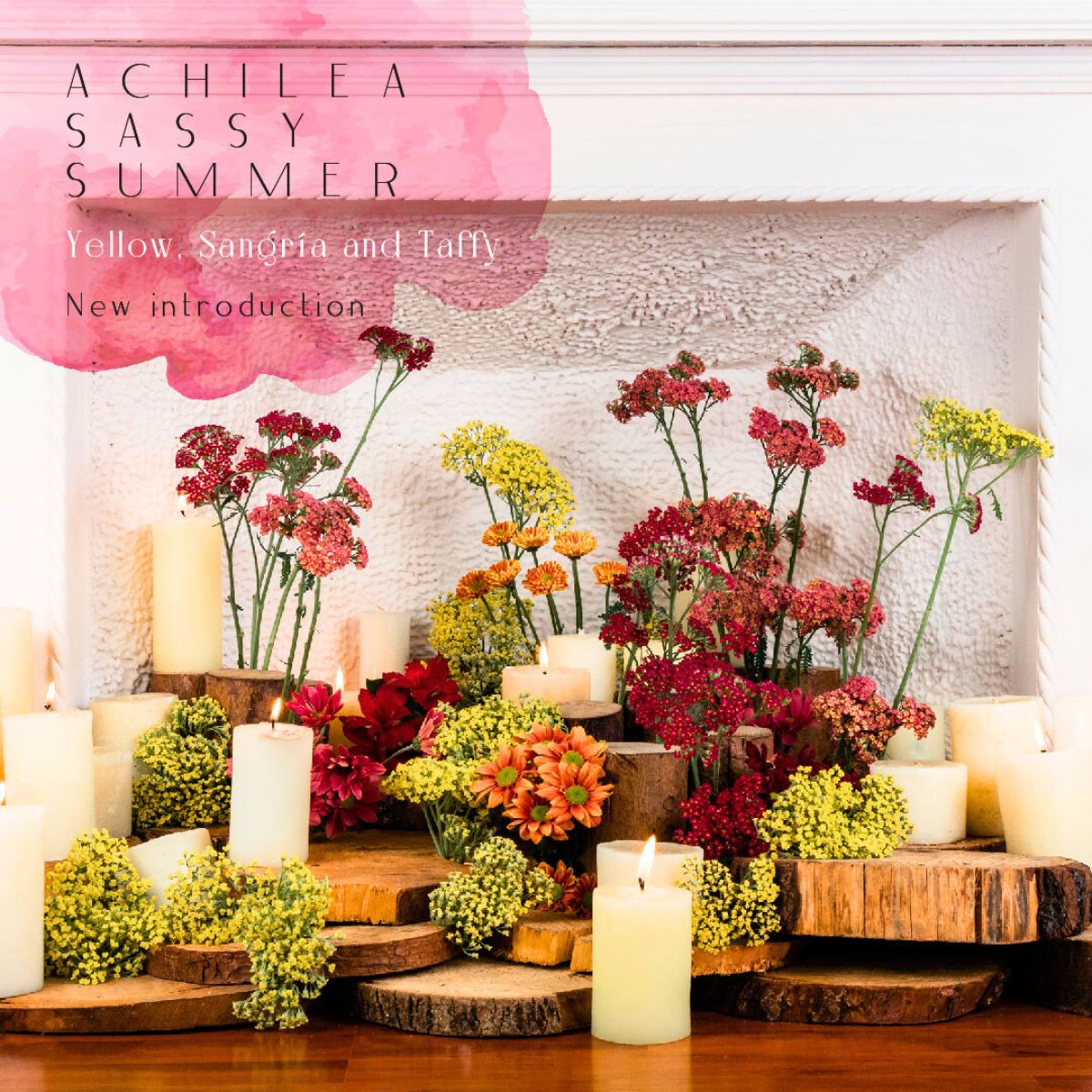 Achillea Sassy in Yellow Sangria and Taffy