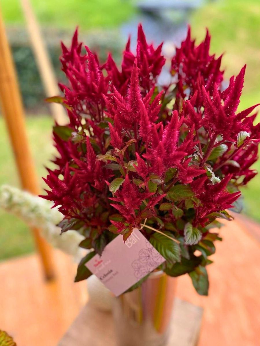 Celosia Celway by Ball SB