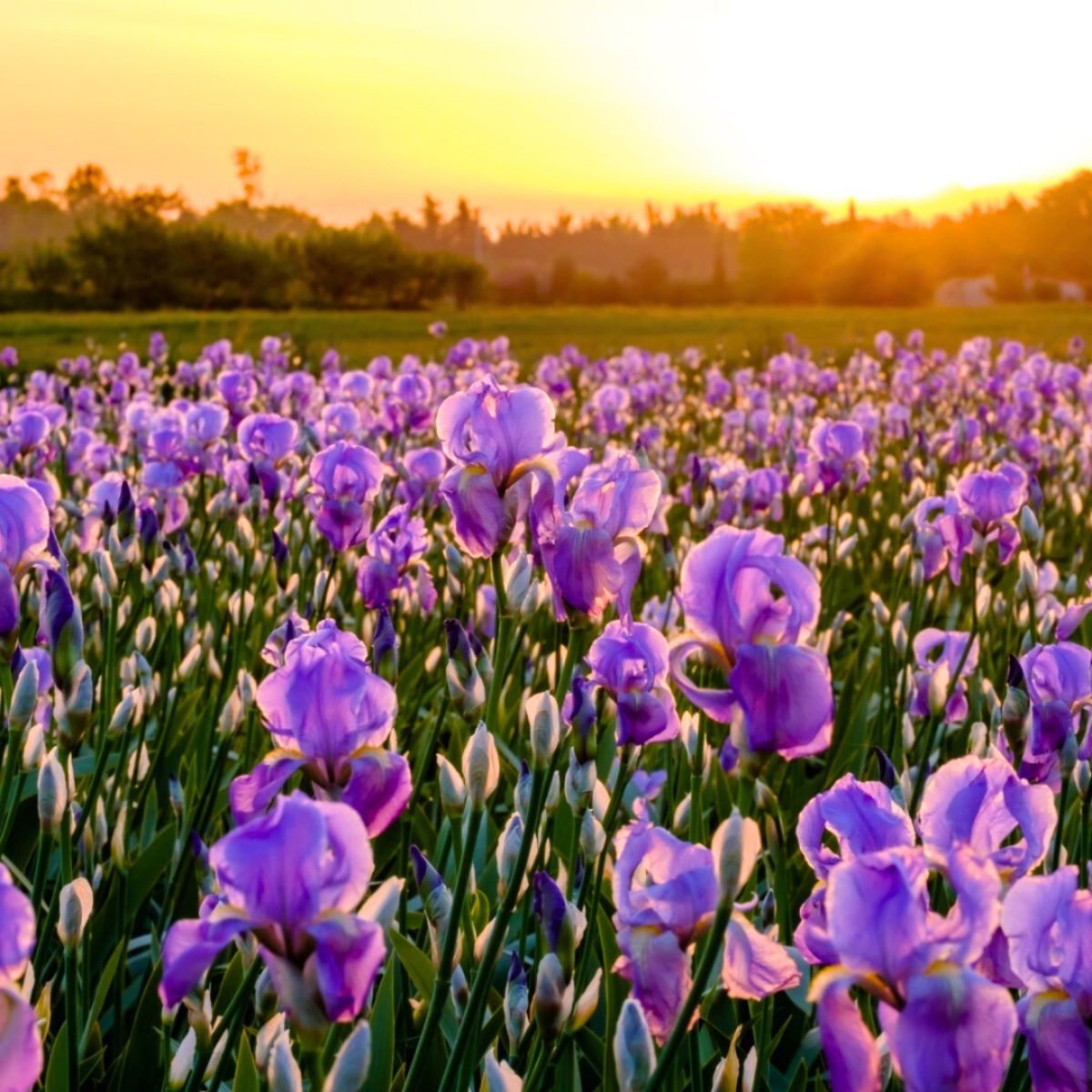 A field of Iris flowers