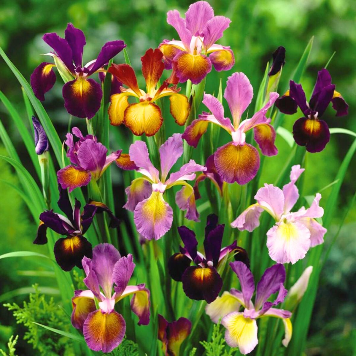 A bunch of colorful irises for National Iris Day