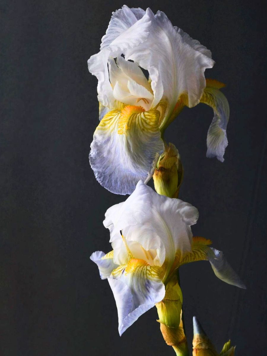 White lilac and yellow Iris