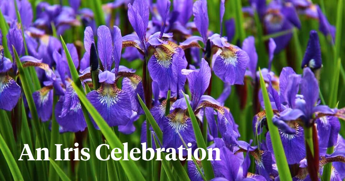 National Iris Day celebration