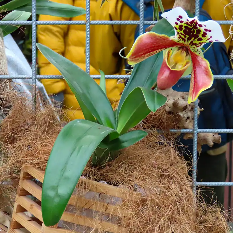 Keukenhof Orchid and Summer Flower Show feature