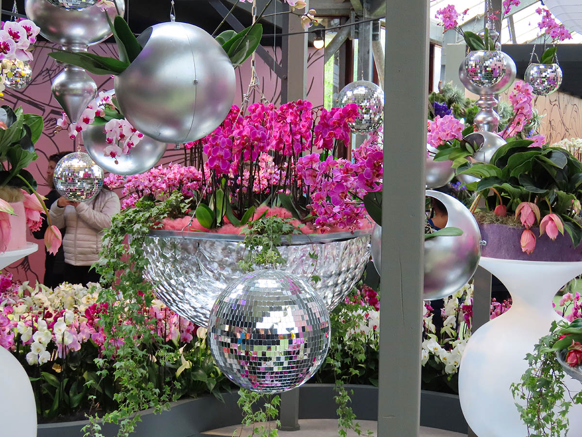 Phalaenopsis glitter ball at Keukenhof Orchid Show