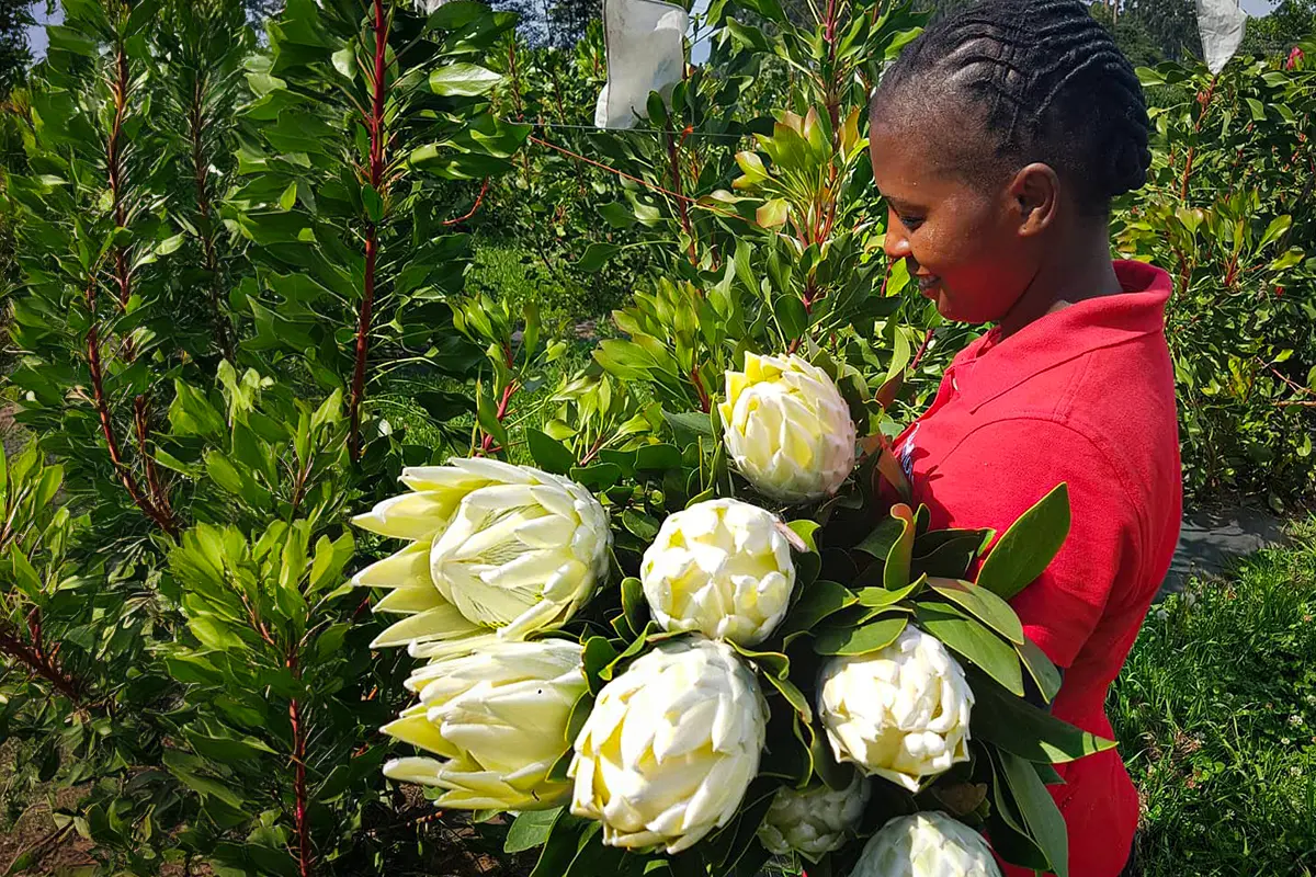 The Protea Ayoba® Arctic Ice from Future Fynbos