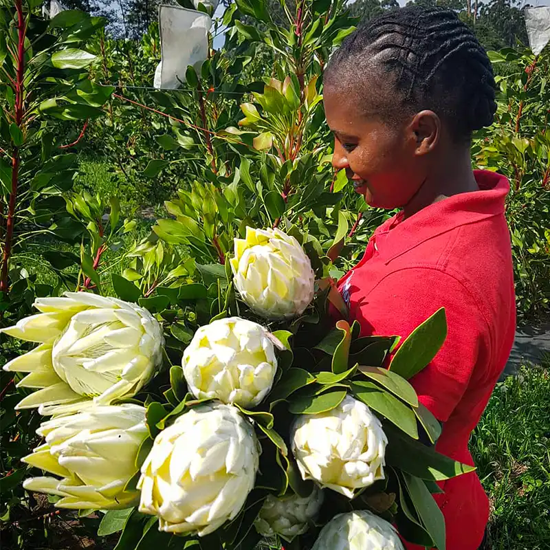 The Protea Ayoba® Arctic Ice from Future Fynbos