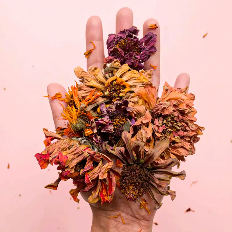 Dried Flowers or Preserved Flowers
