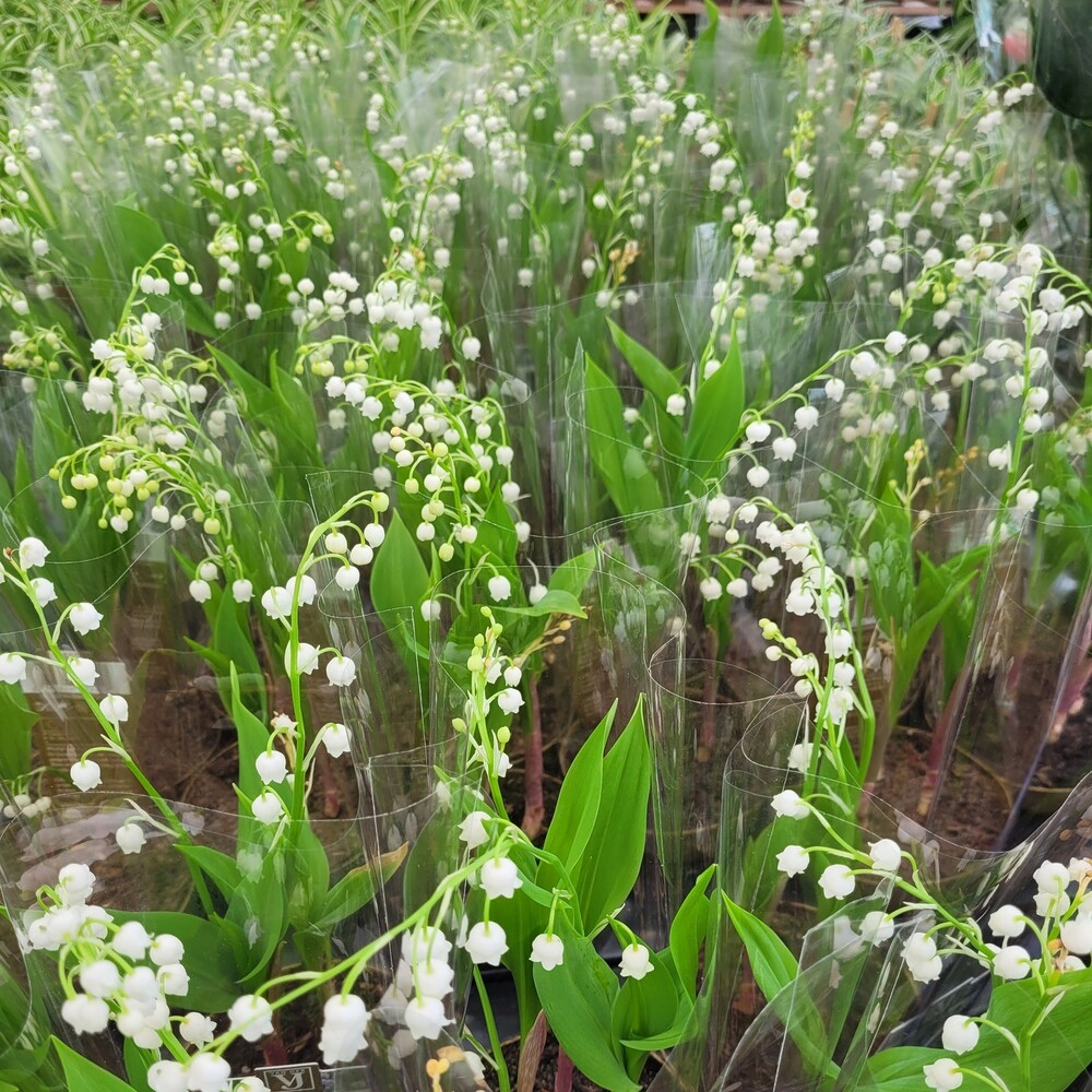 Lily of the valley at garden area