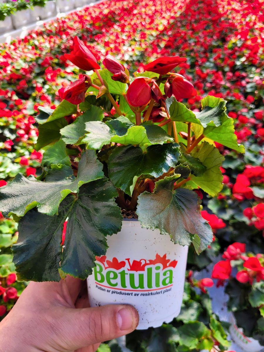 Koppe Begonia’s Betulia Red in Norway