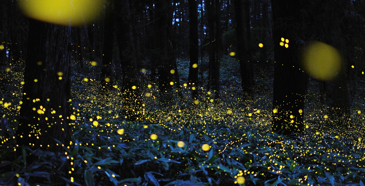 Unbelievable Places in India That Glow in the Dark Purushwadi Forest In Maharashtra