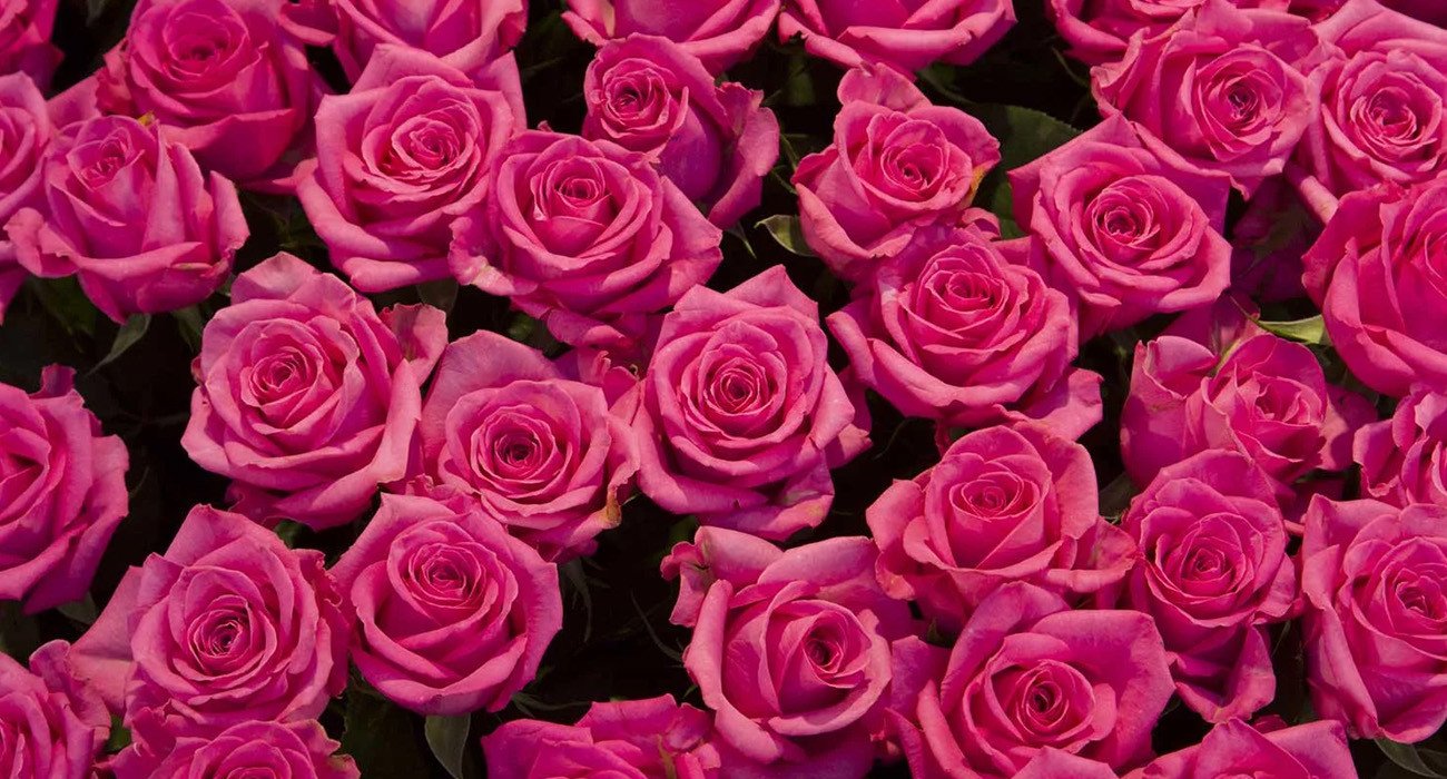 Rose Lovely Pink® - Product onThursd