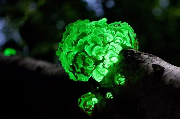Unbelievable Places in India That Glow in the Dark Mhadei Wildlife Sanctuary In Goa