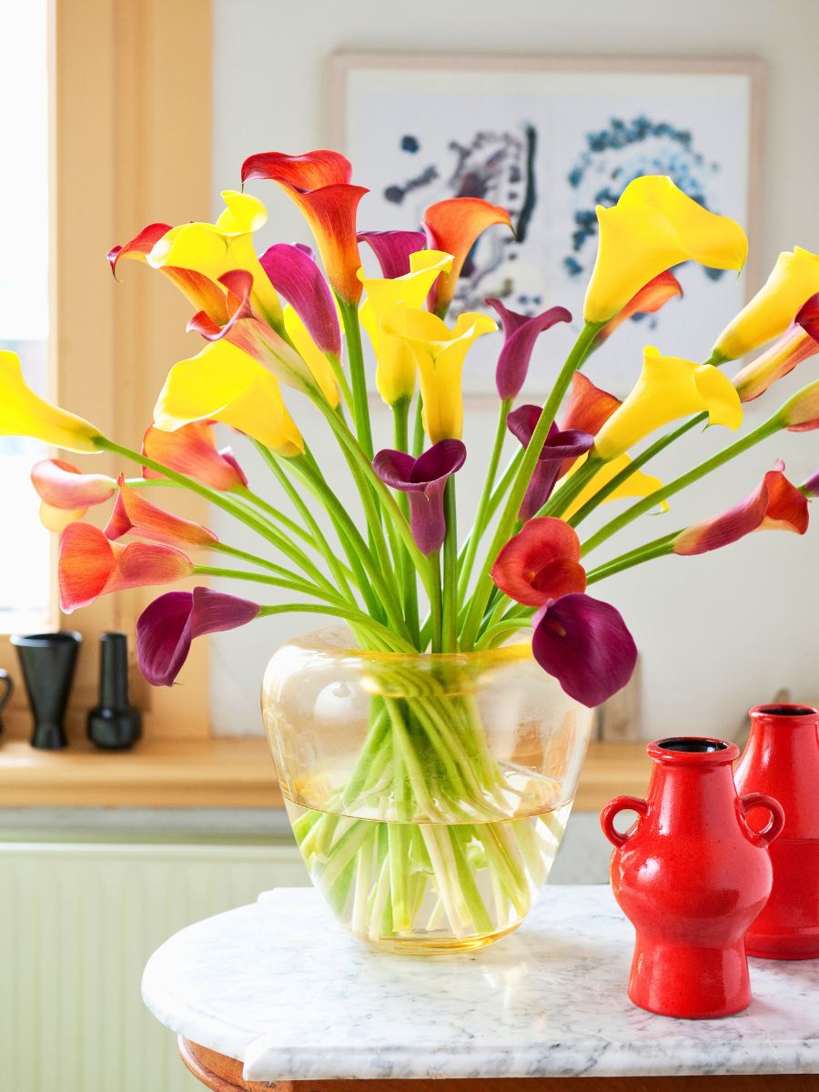 Colorful calla lilies in a vase